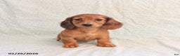 Miniature Dachshund dogs for sale: Jack   - Ad 5