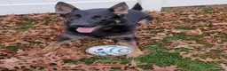 German Shepherd dogs for sale: Tom - Ad 4