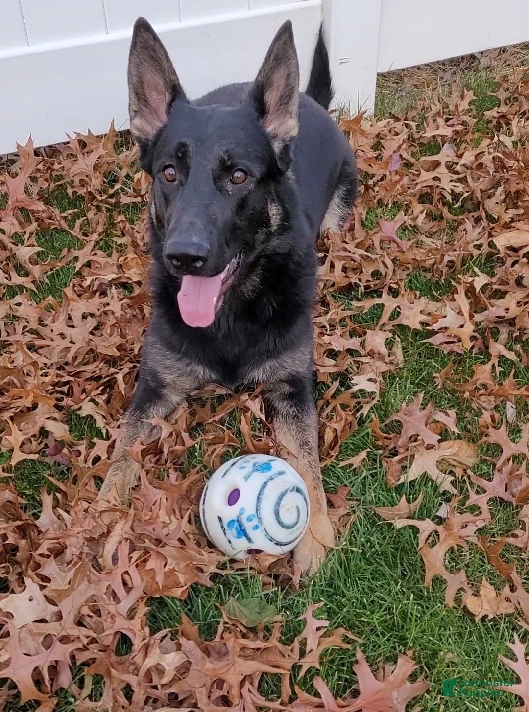 German Shepherd dogs for sale: Tom - Ad 4
