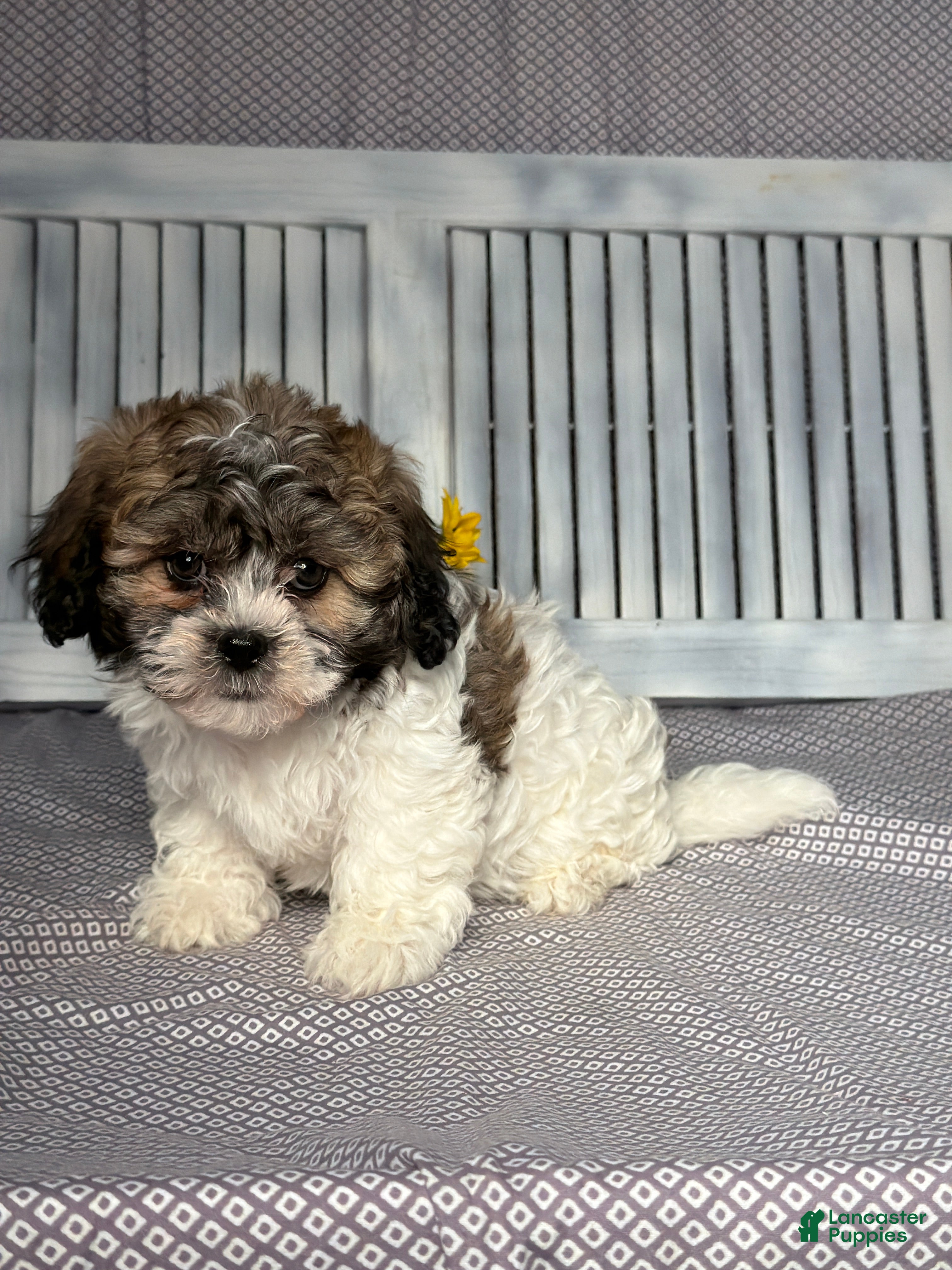 Teddy Bear dogs Rocky - Ad 2