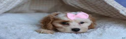 Cavachon dogs for sale: RACHEL - Ad 11