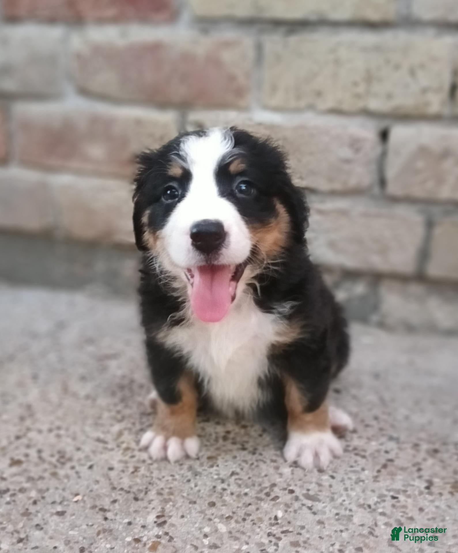 Mixed Breed dogs for sale: Tinkerbell - Ad 1
