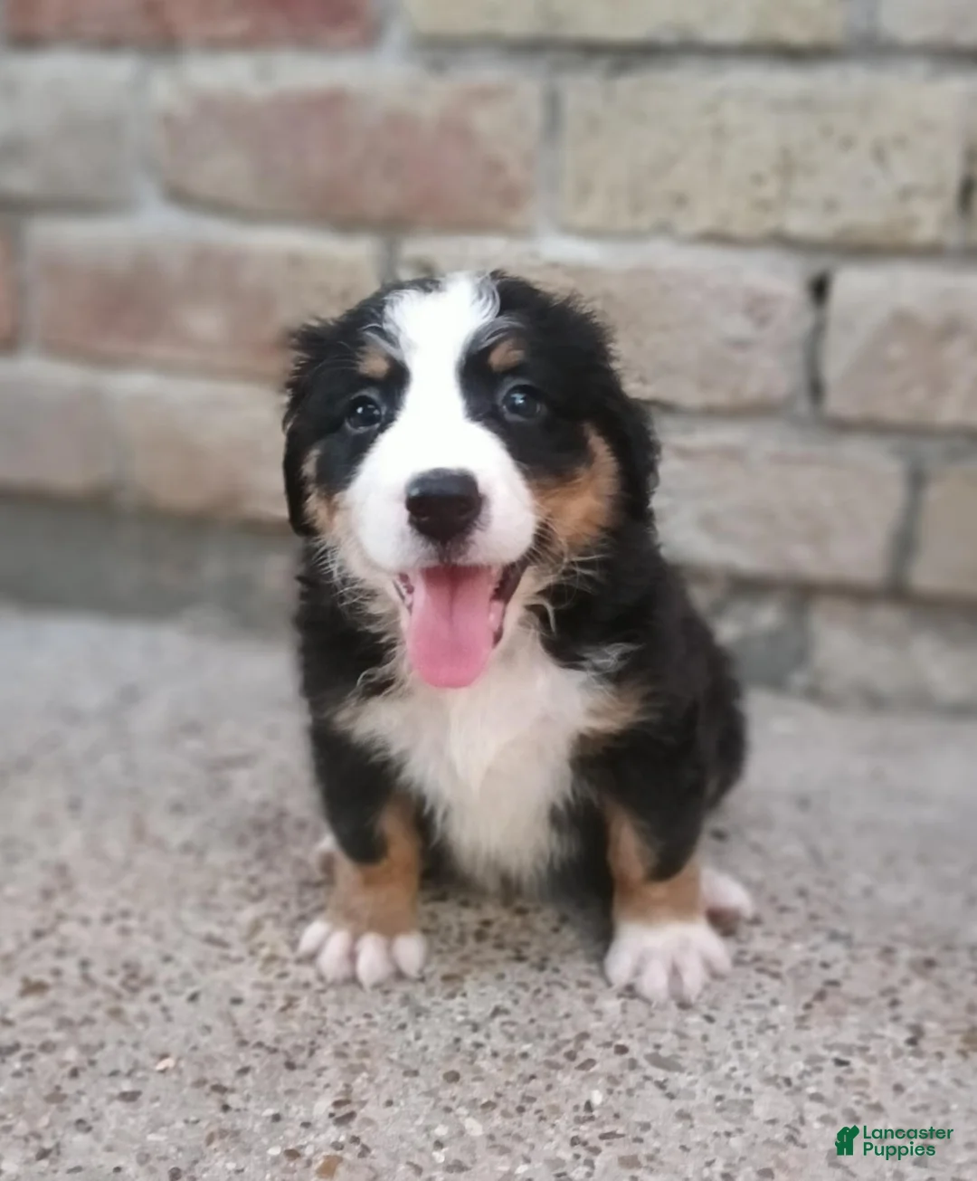 Mixed Breed dogs for sale: Tinkerbell - Ad 1