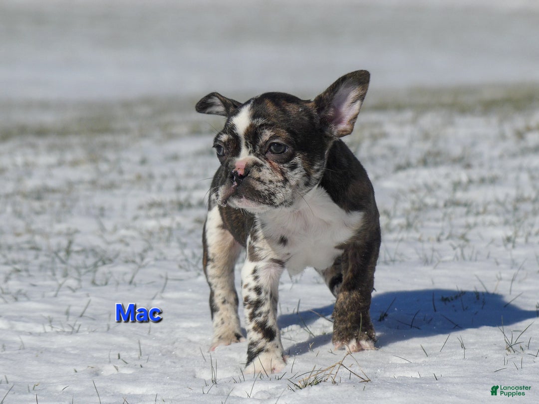 Mixed Breed dogs for sale: Mac - Ad 2