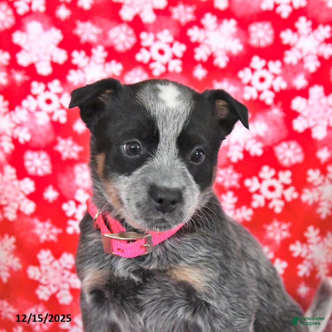 Australian Cattle Dog dogs for sale: Jelly Bean - Ad 3
