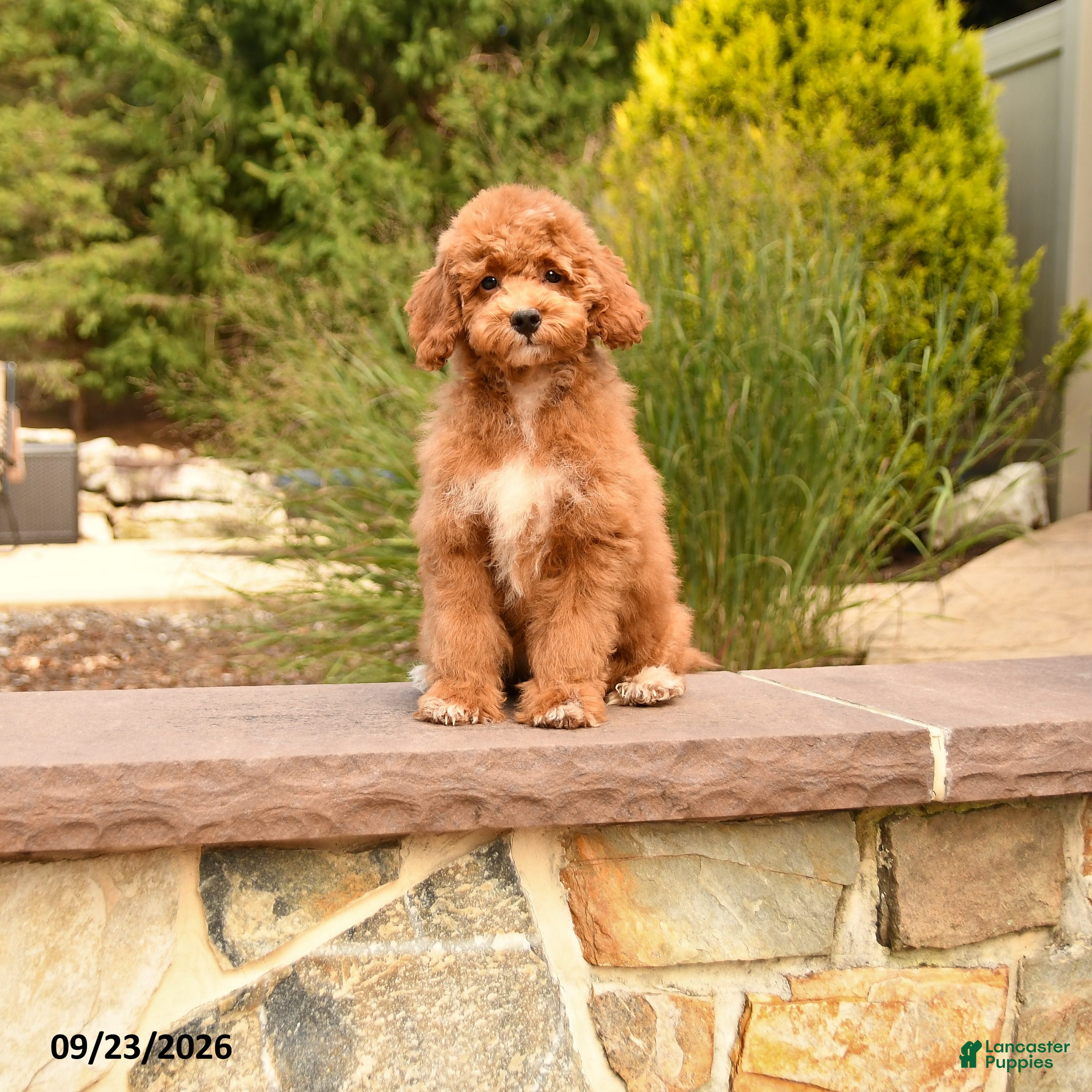 Cockapoo dogs Oran - Ad 2