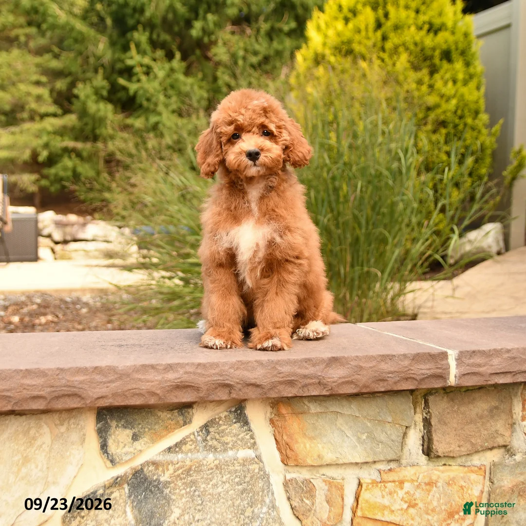 Cockapoo dogs for sale: Oran - Ad 2