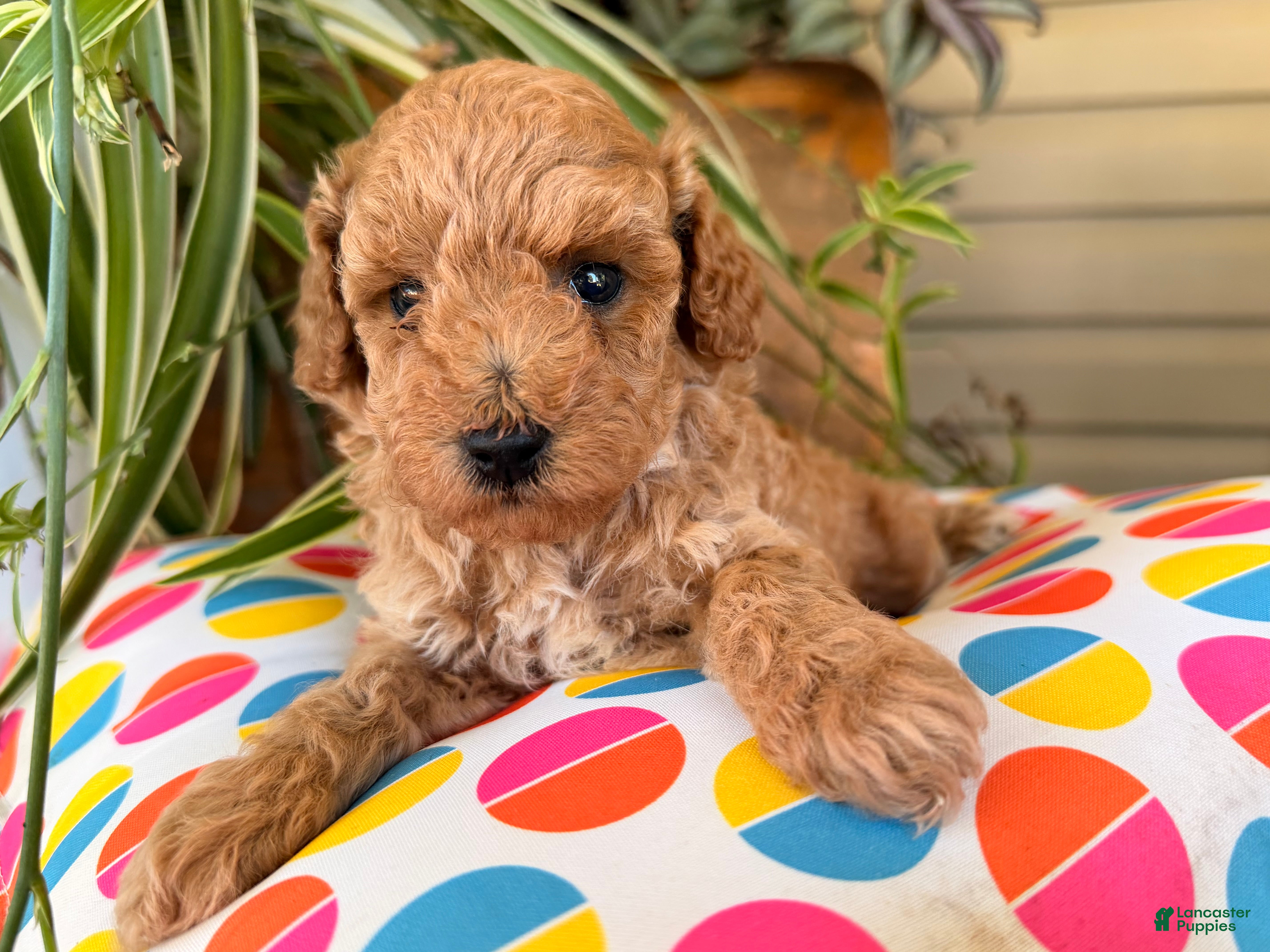 Toy Poodle dogs Mike  - Ad 2