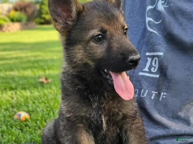 German Shepherd dogs for sale: German Shepherd 1 - Ad 2