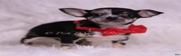 Chihuahua dogs for sale: Chalupa - Ad 4