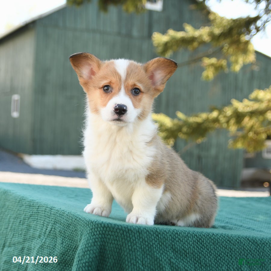Welsh Corgi Pembroke dogs Scooter - Ad 1