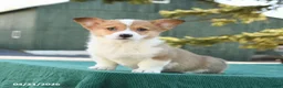 Welsh Corgi Pembroke dogs for sale: Scooter - Ad 1