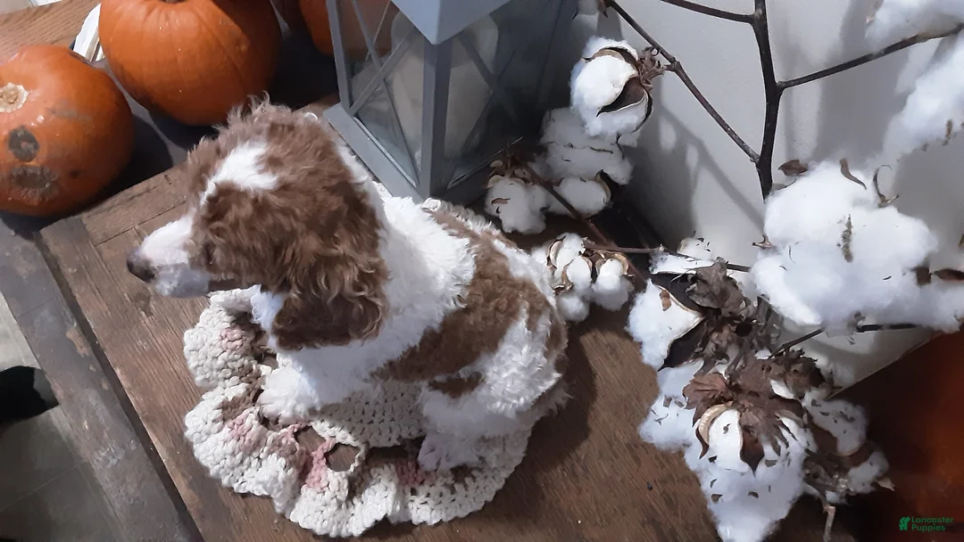 Toy Poodle dogs for sale: Toby - Ad 1