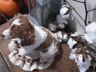 Toy Poodle dogs Toby - Ad 34