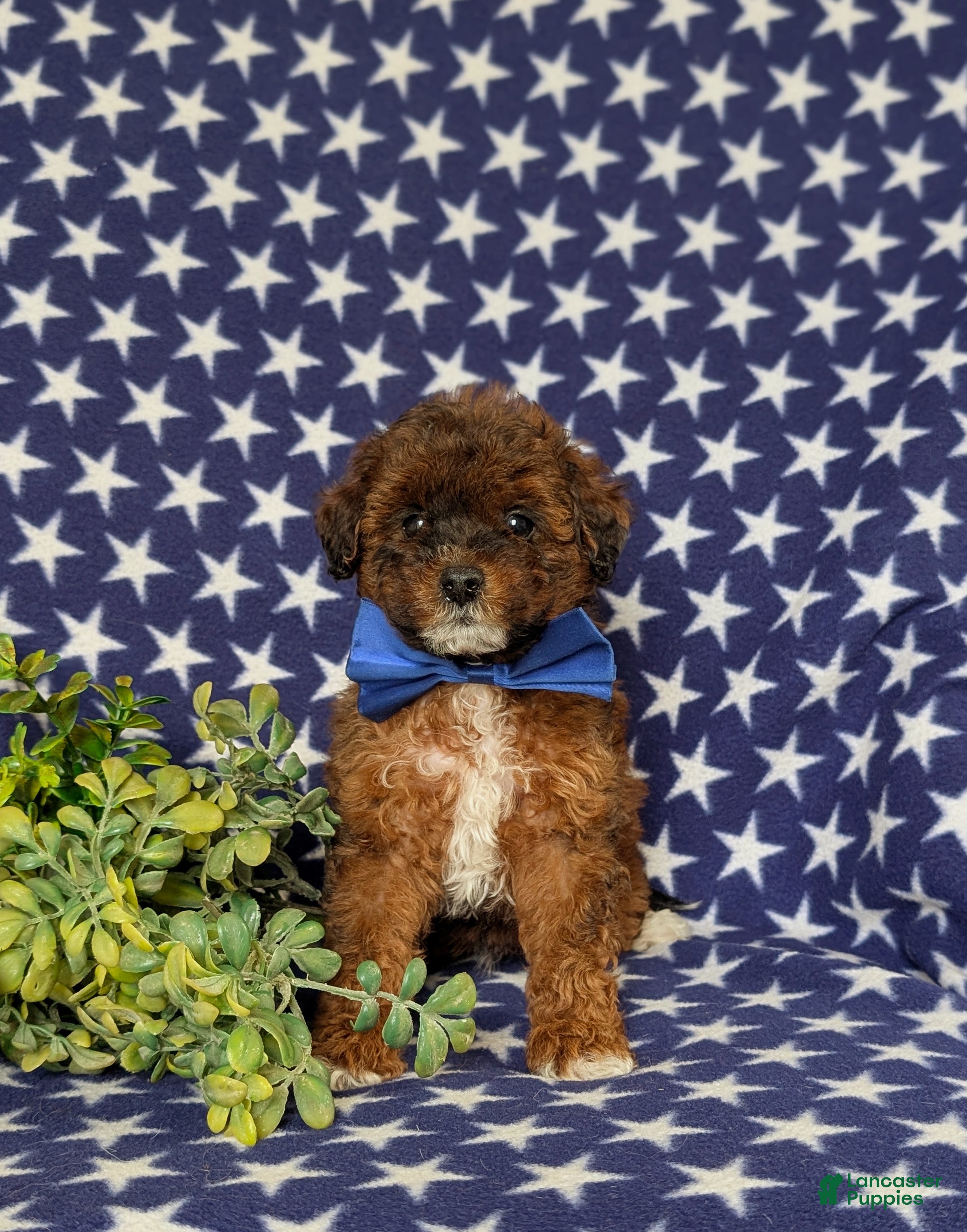 Lhasapoo dogs Deacon Hypoallergenic - Ad 2