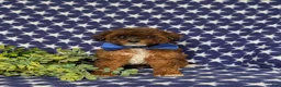 Lhasapoo dogs for sale: Deacon Hypoallergenic - Ad 2
