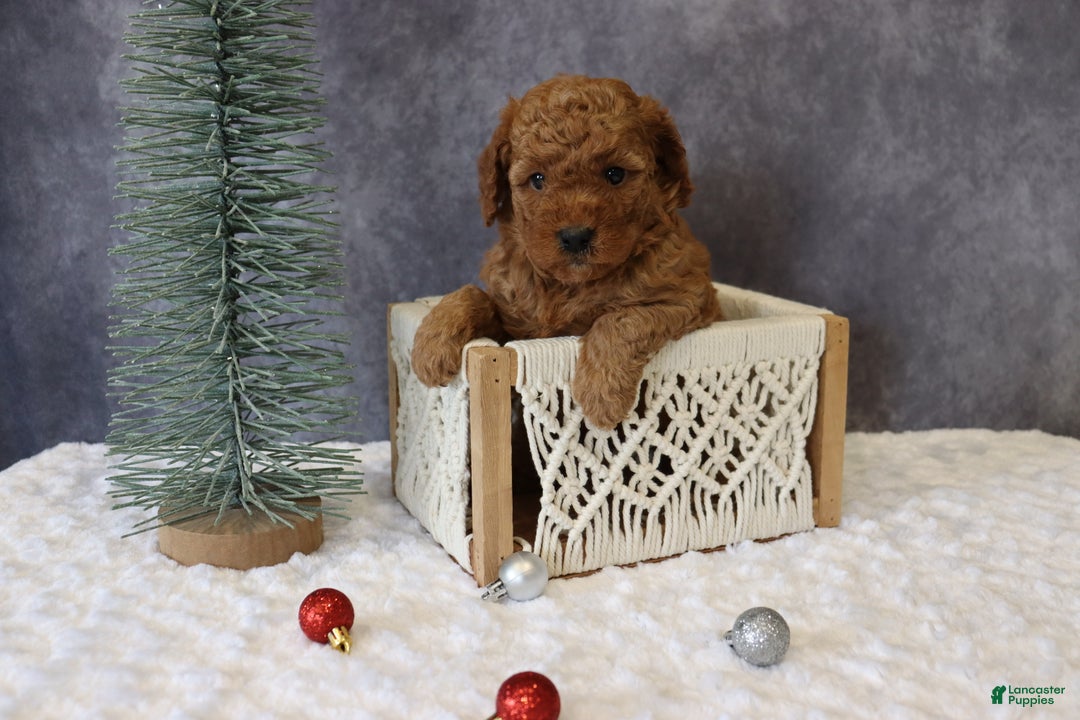 Mini Goldendoodle dogs for sale: Maeve - Ad 1