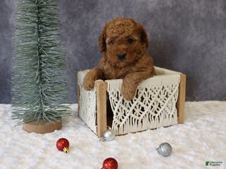 Mini Goldendoodle dogs Maeve - Ad 31