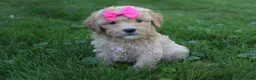 Mini Goldendoodle dogs for sale: Daisy 🎀 - Ad 6
