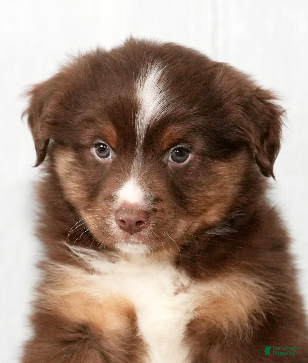 Miniature Australian Shepherd dogs for sale: Domino - Ad 1