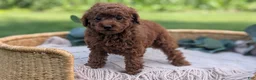 Toy Poodle dogs for sale: Chloe - Ad 12