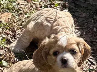 Cocker Spaniel dogs for sale: Peach - Ad 3