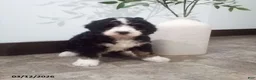 Bernedoodle dogs for sale: Mindy - Ad 1