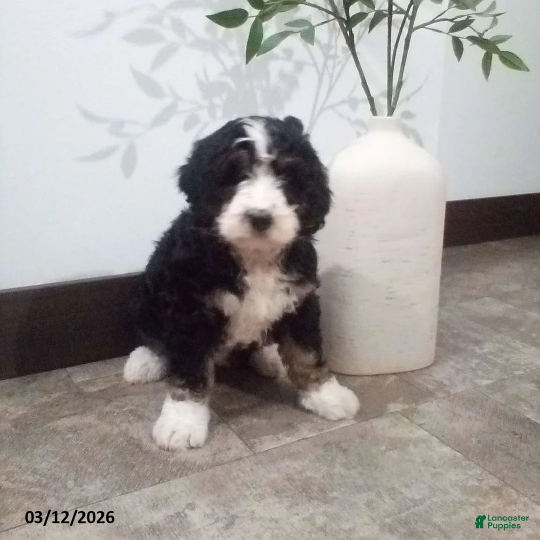Bernedoodle dogs for sale: Mindy - Ad 1