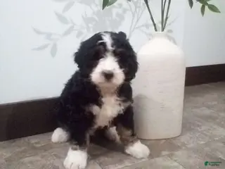 Bernedoodle dogs for sale: Mindy - Ad 2