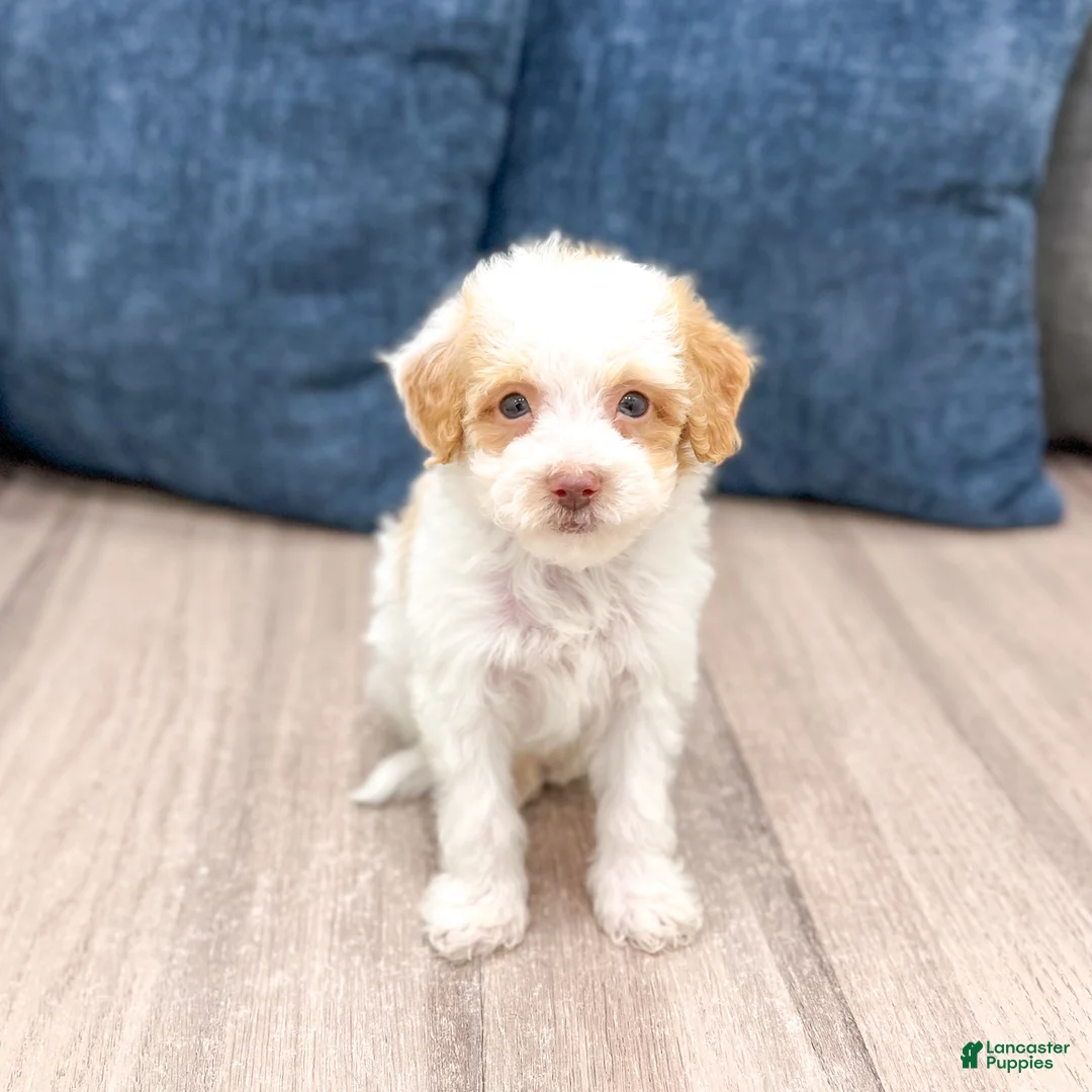 Miniature Poodle dogs for sale: Biscuit - Ad 1