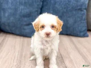 Miniature Poodle dogs for sale: Biscuit - Ad 2