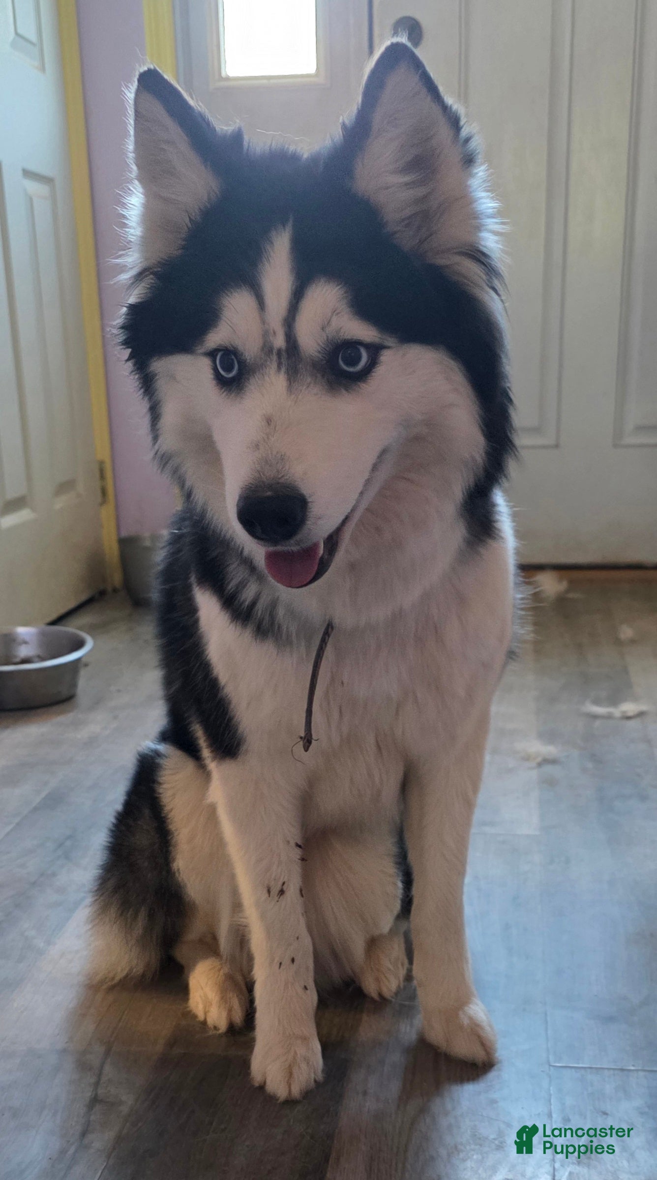 Siberian Husky dogs for sale: Siberian Husky Puppy 1 - Ad 1