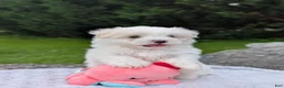 Maltese dogs for sale: Nick - Ad 8