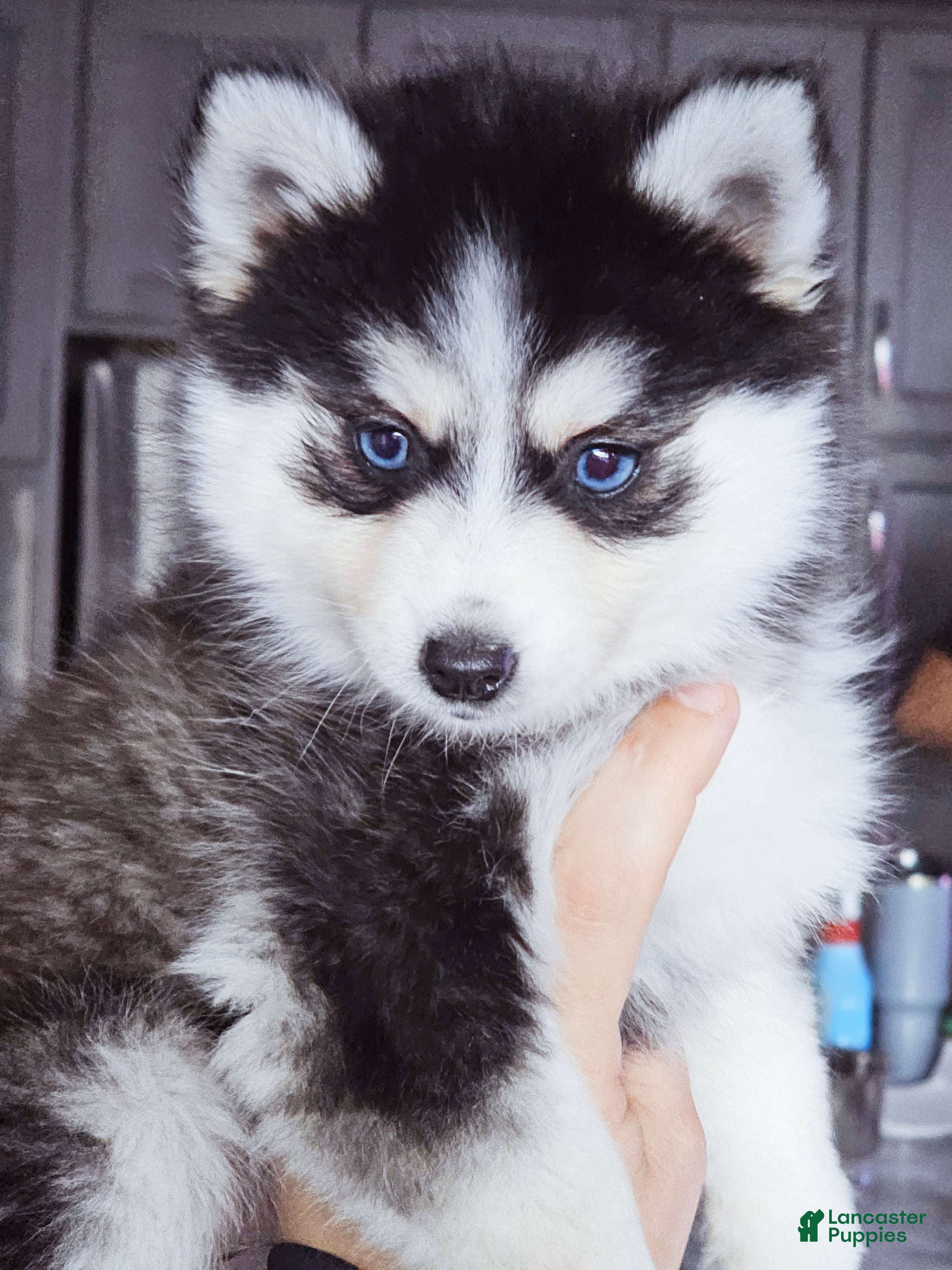 Pomsky dogs Willow - Ad 2