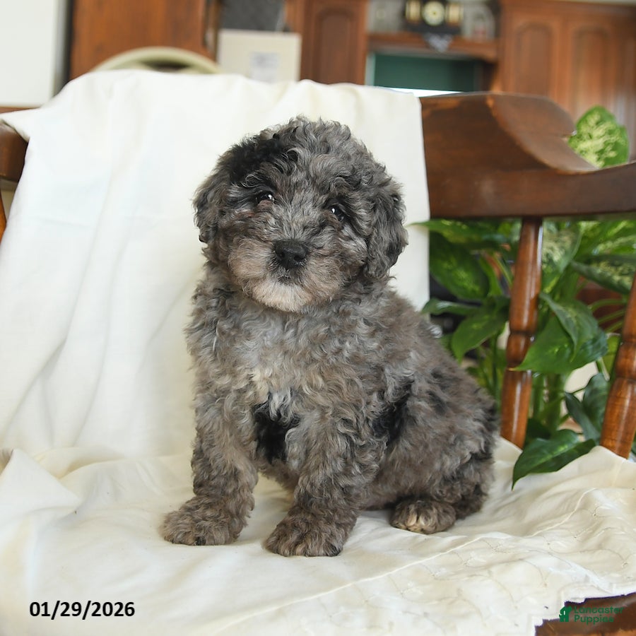 Miniature Poodle dogs Jinx - Ad 13