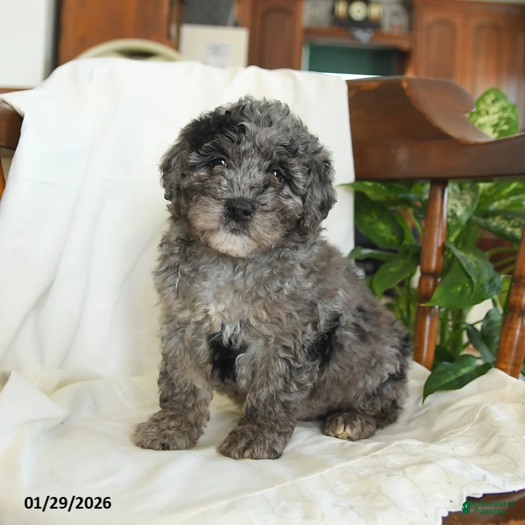 Miniature Poodle dogs for sale: Jinx - Ad 1