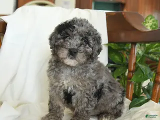 Miniature Poodle dogs Jinx - Ad 13