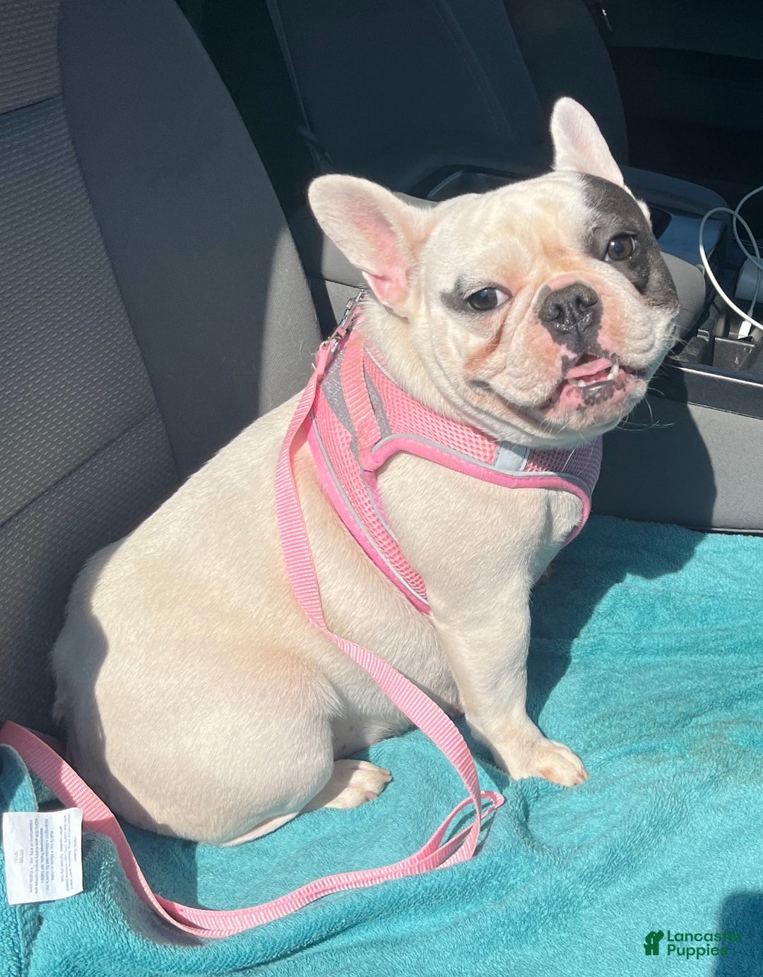 French Bulldog dogs for sale: Titan - Ad 10