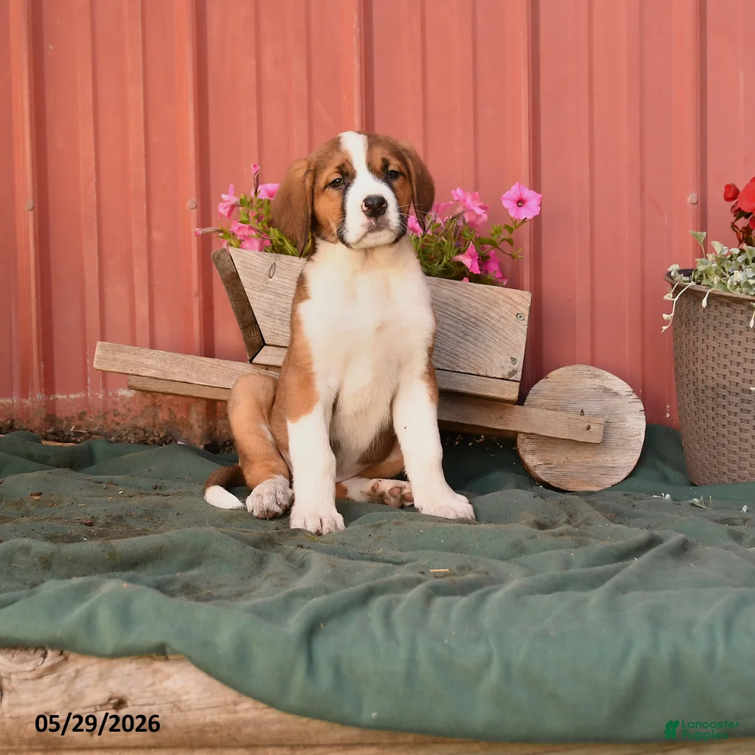 Mixed Breed dogs for sale: Kelly - Ad 1