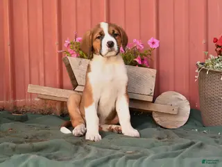 Mixed Breed dogs for sale: Kelly - Ad 4