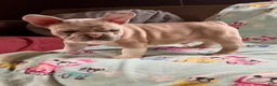 French Bulldog dogs for sale: French Bulldog 1 - Ad 5