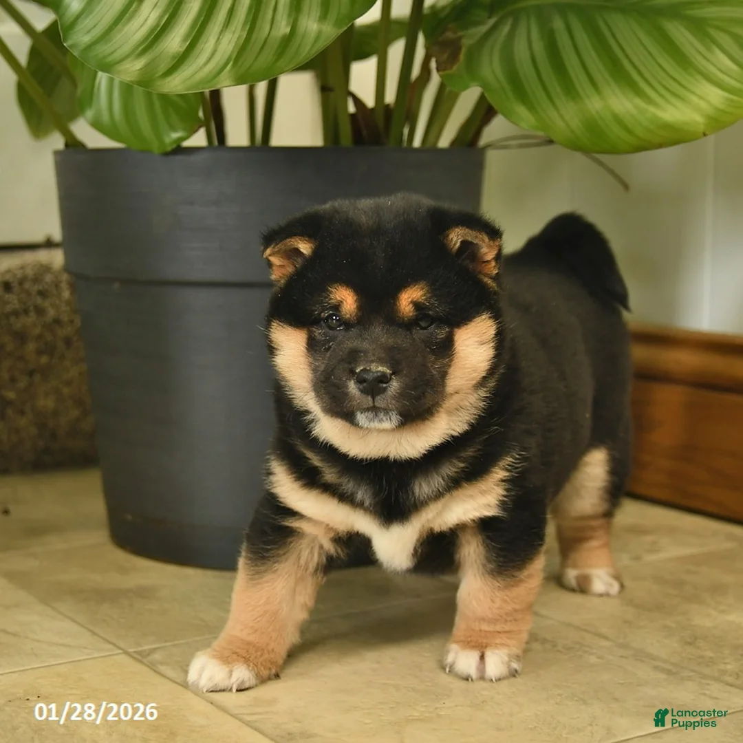 Shiba Inu dogs for sale: Chocolate  - Ad 1