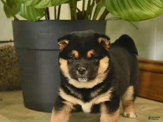 Shiba Inu dogs Chocolate - Ad 39