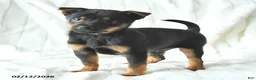 Mixed Breed dogs for sale: Kai  - Ad 2