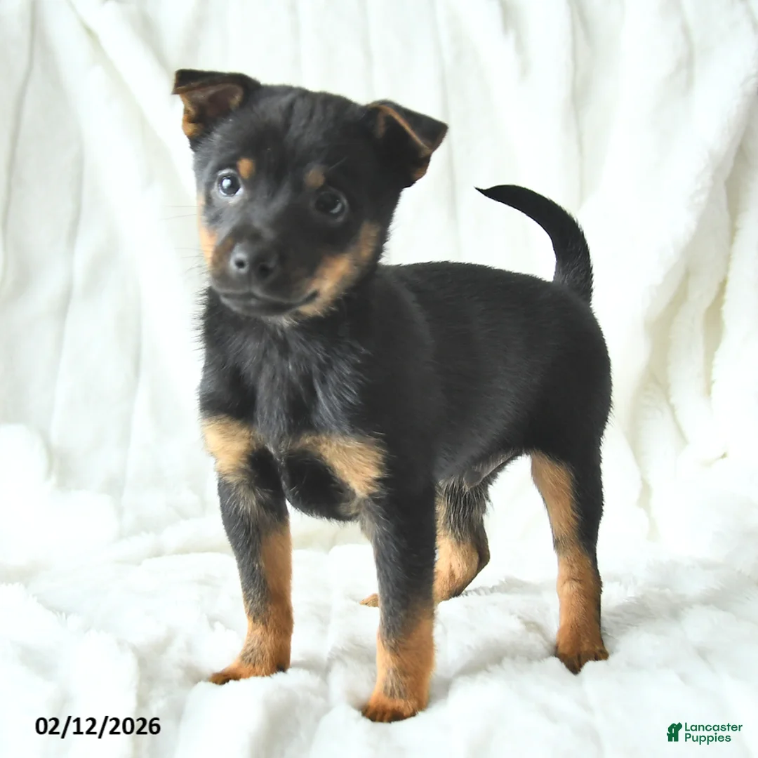 Mixed Breed dogs for sale: Kai  - Ad 2