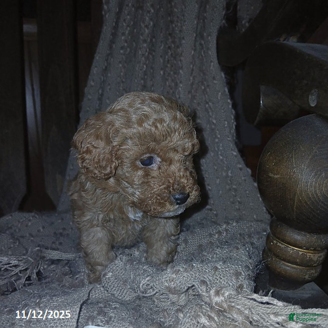 Toy Poodle dogs for sale: Teddy - Ad 3