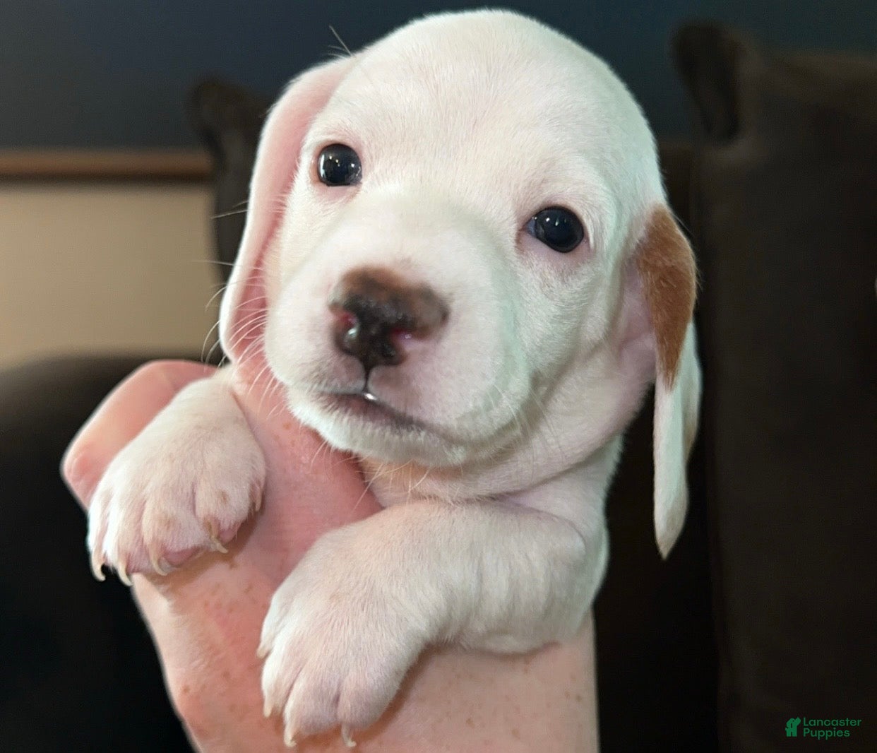 Miniature Dachshund dogs Miniature Dachshund Puppy 1 - Ad 7