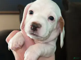 Miniature Dachshund dogs Miniature Dachshund Puppy 1 - Ad 7