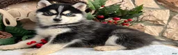 Pomsky dogs for sale: Feliz - Ad 2