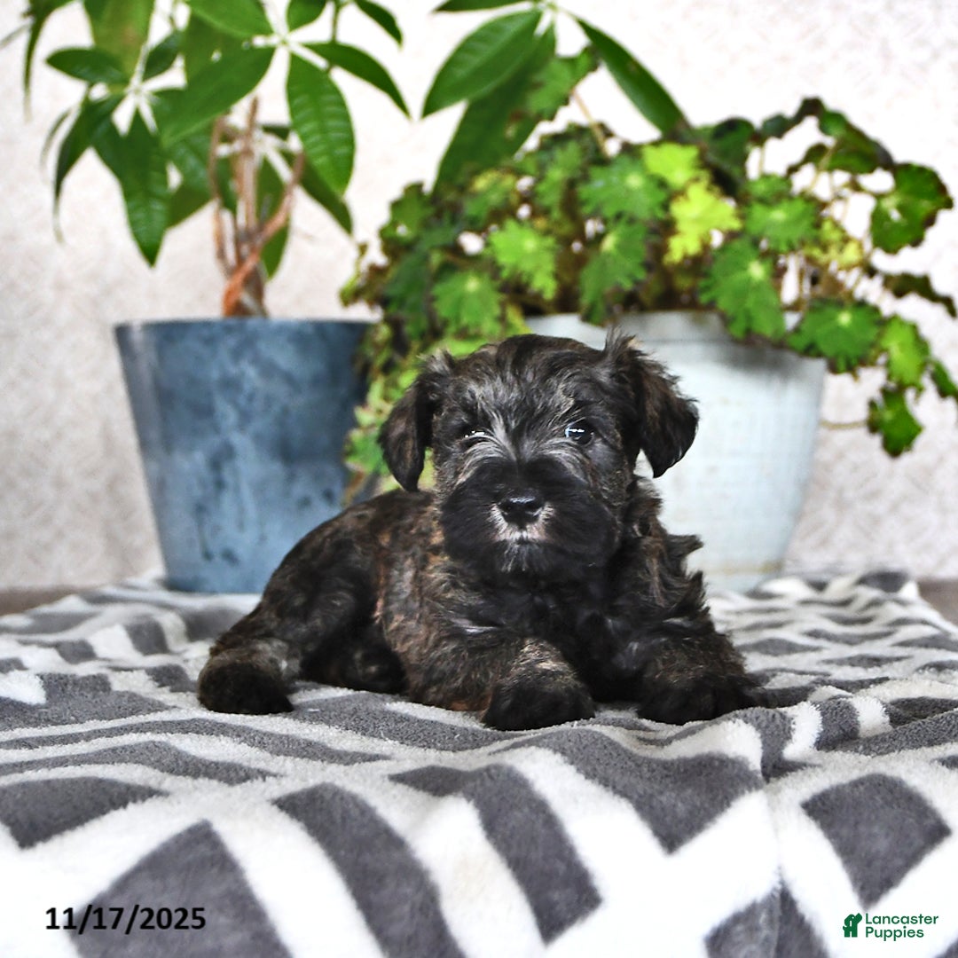 Miniature Schnauzer dogs for sale: Derek - Ad 3